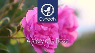 A Story of a Rose | Essential-Oil-Plant Portrait by Dr. Malte Hozzel