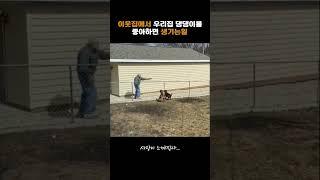 이웃집 댕댕이 사랑