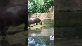 hippopotamus Sounds | Learn hippopotamus Sound |Learn  sound | Animal Sound | #shorts #youtubeshorts