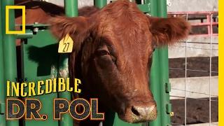 Never Turn Your Back on a Cow | The Incredible Dr. Pol