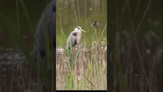 Heron Grooming Routine  #wildlife #heron #nature