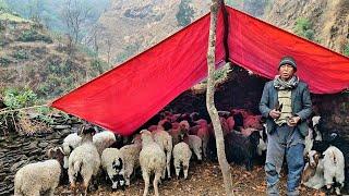 nomadic shepherd life of Himalayan village || sheep shepherd life in nepali mountain village