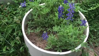 Bluebonnets at the Goat Shed