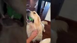 The itch  golden retriever scratching