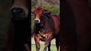 ⭕ Red Brahman Cattle  Biggest Bulls And Cow