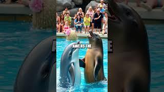 The Daring Dolphin Dance-Off: A Splashing Spectacle!