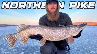 Chasing Ice Dinosaurs / How To Locate Big Fish