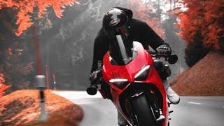 THE RED WOODS | Ducati Panigale V4s ||feat. MOTORBIKEMEDIA || #bikelover #bike