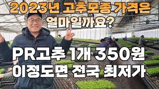 2023년 고추모종 가격은 ? 이정도면 여기가 전국 최저가