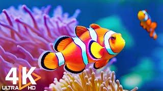 Aquarium 4K VIDEO (ULTRA HD)  Beautiful Coral Reef Fish - Colorful Marine Life & Relaxing Music