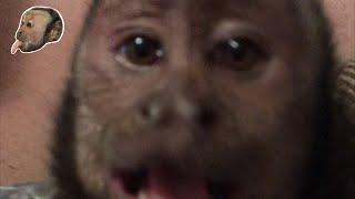 MonkeyBoo LIVE Snuggle Time