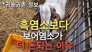 흑염소보다 보어염소가 더 돈 되는 이유! #귀농귀촌정보 #염소농장 #염소가격 #염소수익