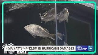 Clearwater Marine Aquarium seeking donations after suffering $2.5M in hurricane damages