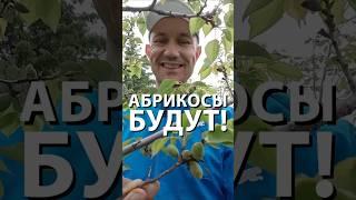 Абрикосы будут !  #сад #садоводничество #абрикос #shorts