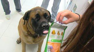 2 years after being beaten with a hammer, Cooper the English Mastiff now has a new family