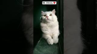 Mr.chhotu  my pretty little baby  #cute #viralshorts #love