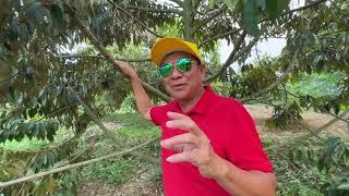 DURIAN BERBUNGA DI DPL 930 cisarua bogor,VLOG KEBUN RB CITEKO