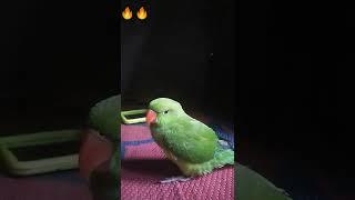 VP. BLOGER,