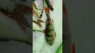 #рыбалка #fishing #рыба #fish курган. Прорва