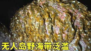 無人島的野海帶長滿地，海螺螃蟹到處都是，還意外發現了稀有赤菜【漁小仙】