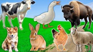 Farm Animal Sleep: Rabbit, Cow, Sheep, Chicken, Duck, Buffalo - Animal Sounds