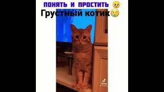 Грустный котик    я новый ютубер скоро новое видео