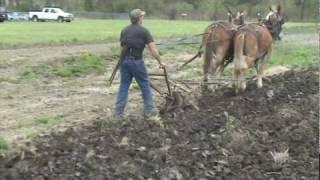 Plowing with mules