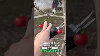 #обрезкадерева #обрезкаяблони #обрезкагруши #обрезкачерешни #весенняяобрезкадеревьев #обрезкасада