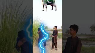 Bakra laray Bado Badi Eid Mubarak #trending #shorts #islamic #varil