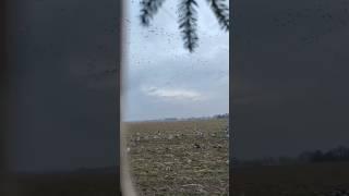 СОВСЕМ ЧУТЬ ЧУТЬ ГУСЯ В БЕЛОРУССИИ. #huntingrussia #hunting #весенняяохота #top