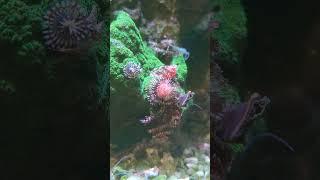 #reefaquarium #fishtank #coralreef #reef #reeftank #reeflife #reefer #coral #reef2reef #chill