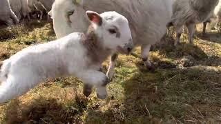 Sheep Headbutt Cute Lamb