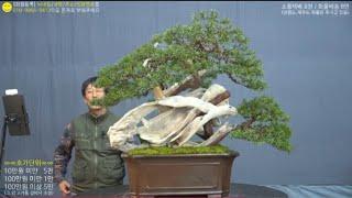 11월 18일(月) 135회차 Live 방송 【스마일분재경매(韓国の盆栽/Korean Bonsai)】