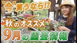 【見なきゃ損!】 9月•10月の"お買い得"園芸情報をご紹介します【初心者向け】【ガーデニング】【園芸チャンネル】