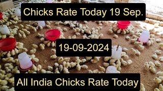 19 Sep. Chicks Rate Today Latest