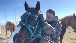 Как загипнотизировать лошадь.Обучение лошади.