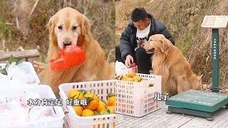 【金大毛】年少不懂父愛深，讀懂已不再少年#金毛路虎 #我的鄉村生活#dog #金毛 #狗狗 #毛孩子 #goldenretriever #love