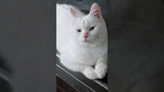 cute baby cats cute cats compilation cute pets