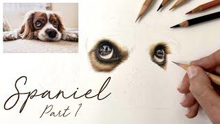 How to Draw a Spaniel in Coloured Pencils - Part 1