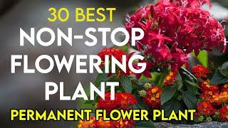 30 best permanent flowering plants in India | nonstop flowering plants | perennial flower plants