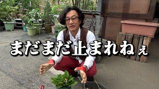 It has evolved [Carmen-kun] [Horticulture] [Gardening]