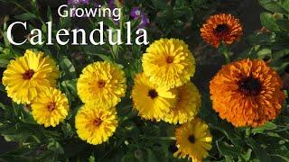 Calendula Flower / How To Grow Calendula Flower Plant / Easy to Grow Plants