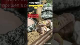 Ящер Цезарь, кормление #шортс #ящерица #видео #животные #динозавр #эублефар