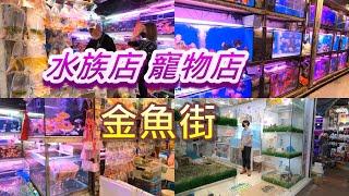 Hong Kong Goldfish Street, aquariums and pet shops 香港金魚街，聚集觀賞魚、貓、犬、龜、蛙等寵物