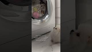 А будут пахнуть TESORI D’ORIENTE hammam  #померанскийщпиц #puppy #суперсобака #шпиц #dog #cute