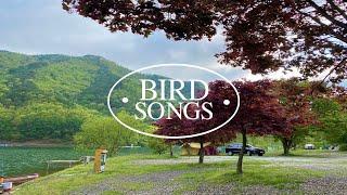 bird song sounds ASMR | river, forest, fishing 충주 중산낚시터