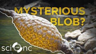 The weirdest animal you've never heard of | Sci NC