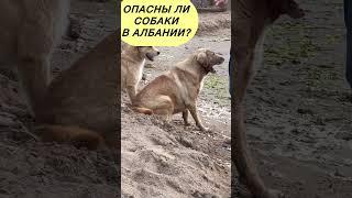 Опасны ли собаки в Албании?  #албания
