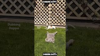 Bulldozer Bagavathmani  #funny #cat #shorts #dog #shortsfeed #animals #dubbingdappa #catvideos #dog