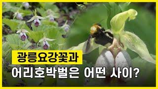 [DMZ TV] 멸종위기종 광릉요강꽃 생태 비밀 (취재:전영재 기자)